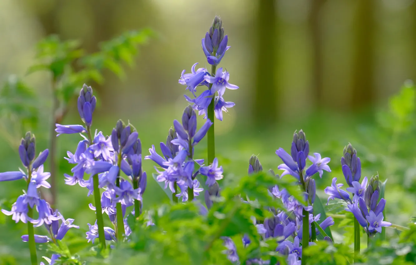 Photo wallpaper macro, bells, bokeh