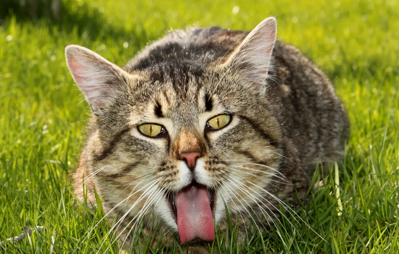 Photo wallpaper cat, summer, background