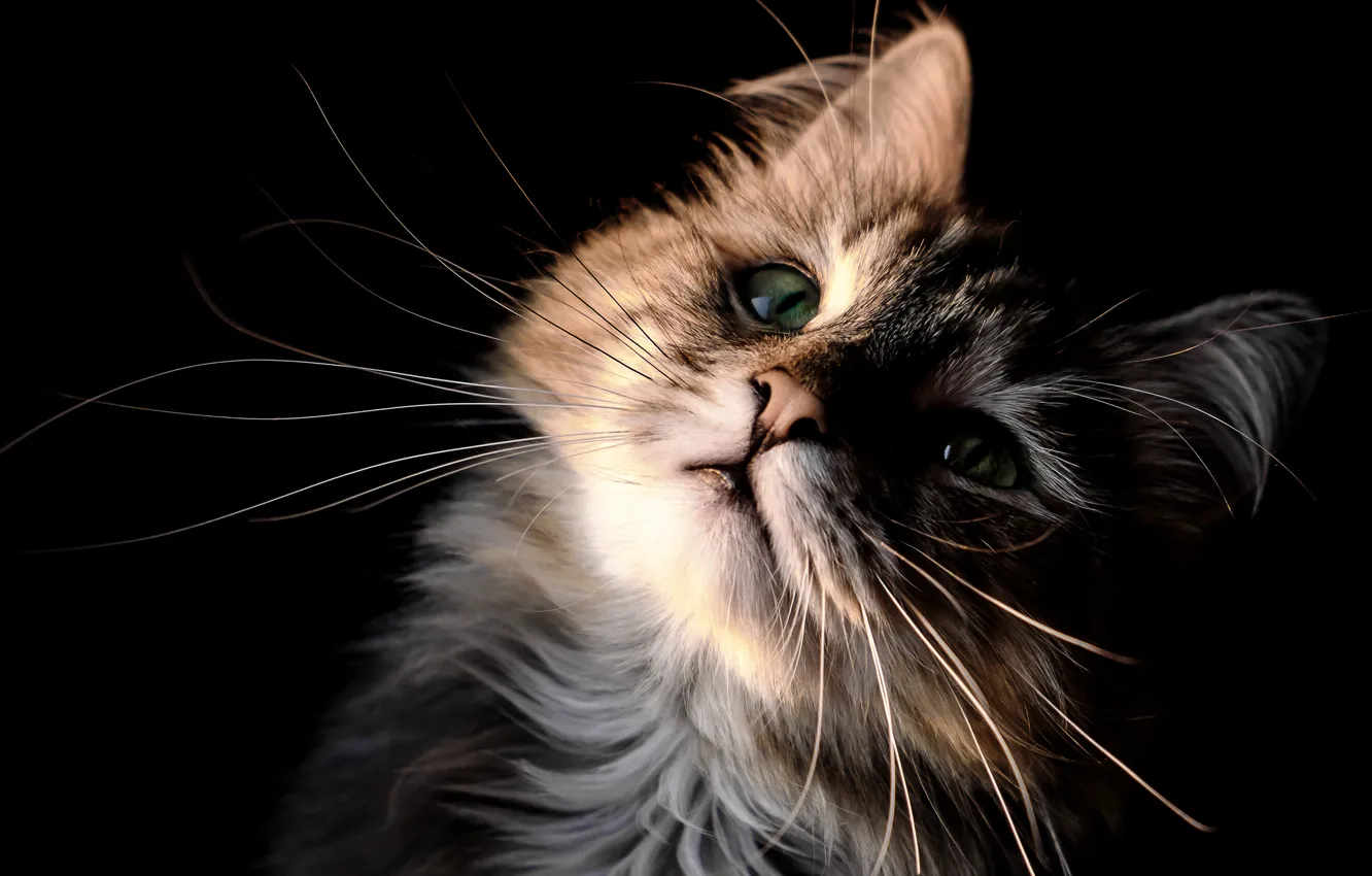 Photo wallpaper cat, cat, mustache, look, portrait, muzzle, kitty, black background
