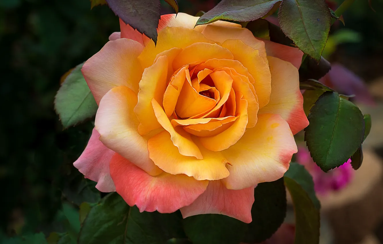 Photo wallpaper flower, close-up, rose, Bush, orange