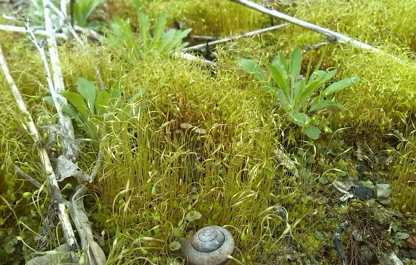 Photo wallpaper macro, moss, plants, shell