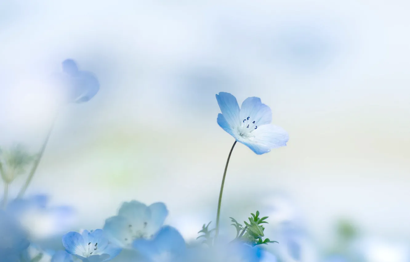 Photo wallpaper summer, flowers, background, petals, flowers, Nemophila