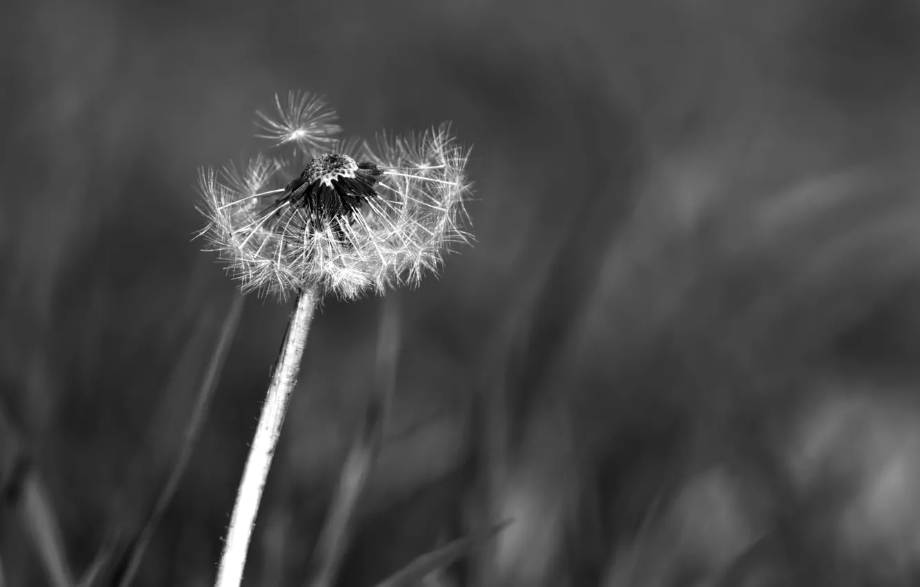 Photo wallpaper macro, background, dandelion