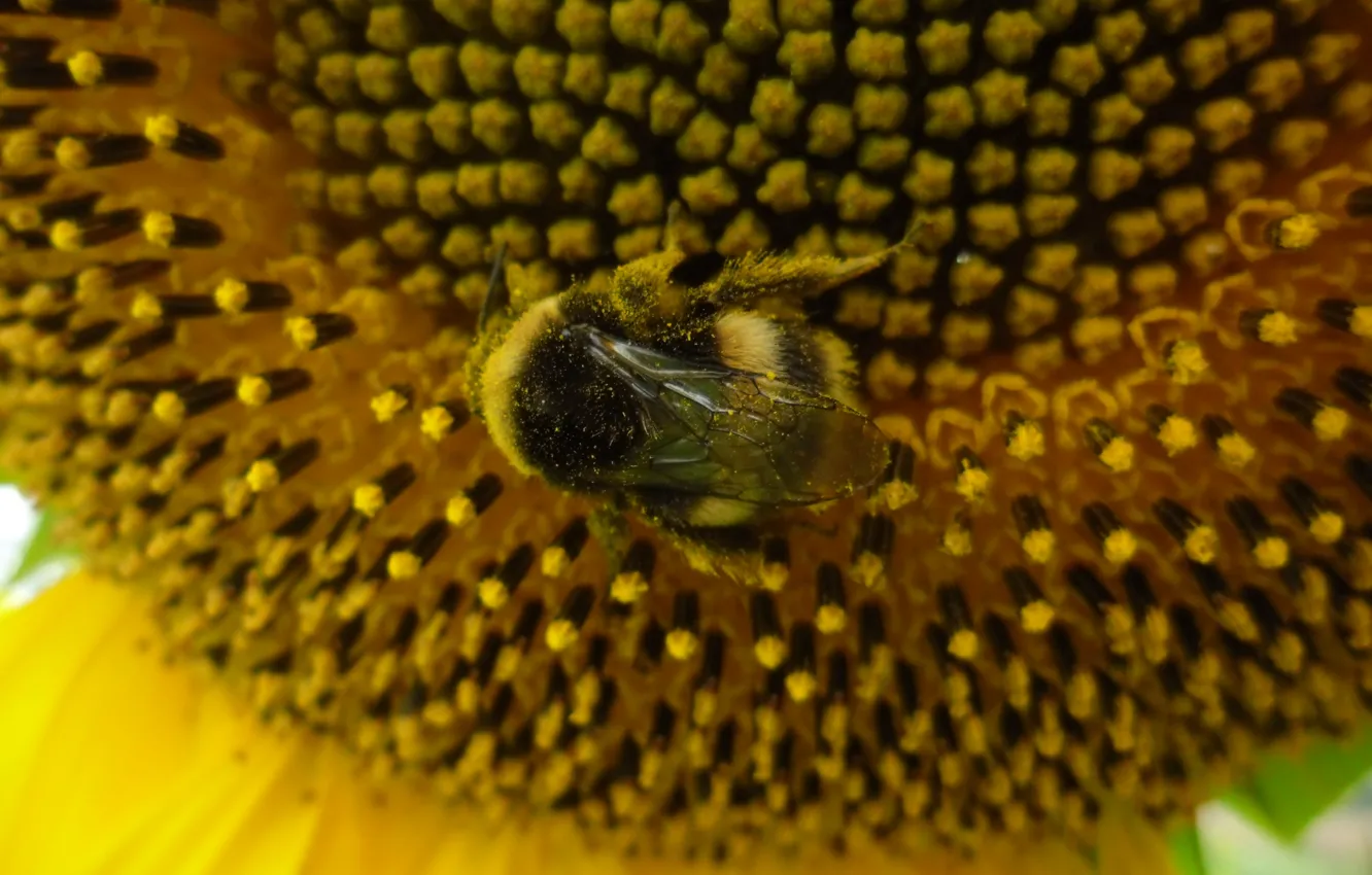 Photo wallpaper sunflower, the evening, bumblebee