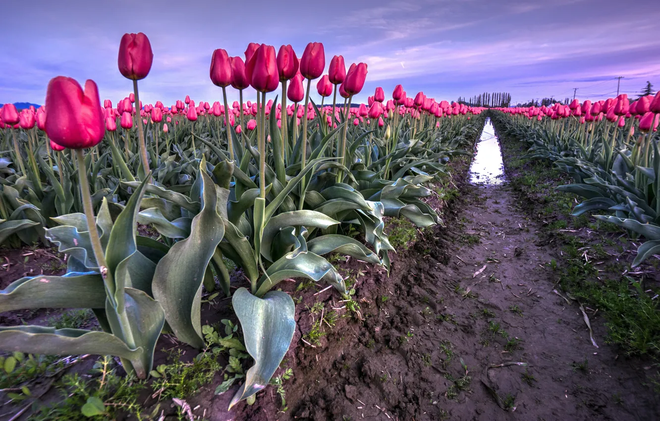 Photo wallpaper Field, Spring, Tulips, Spring, Tulips, Field