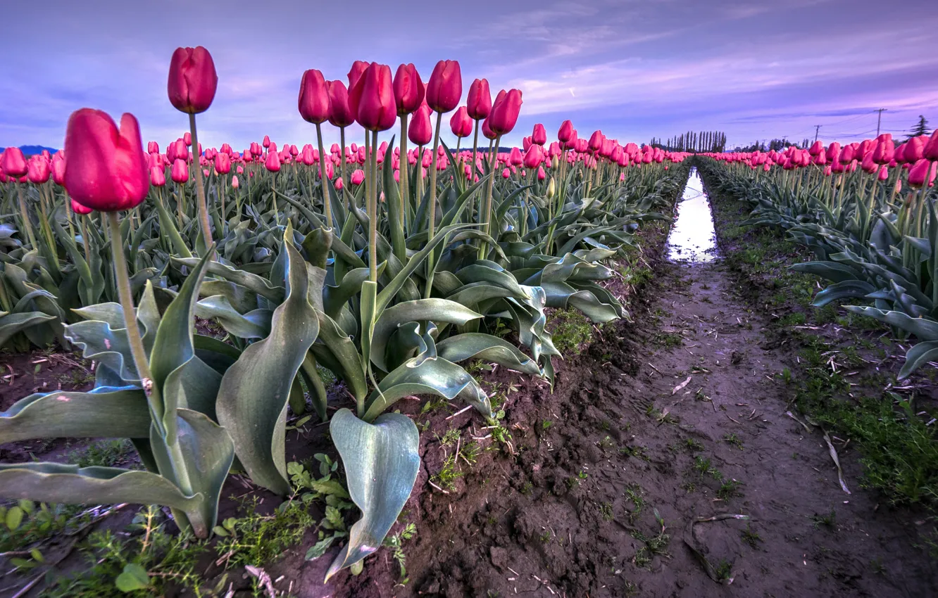Photo wallpaper field, spring, tulips, field, tulips, spring