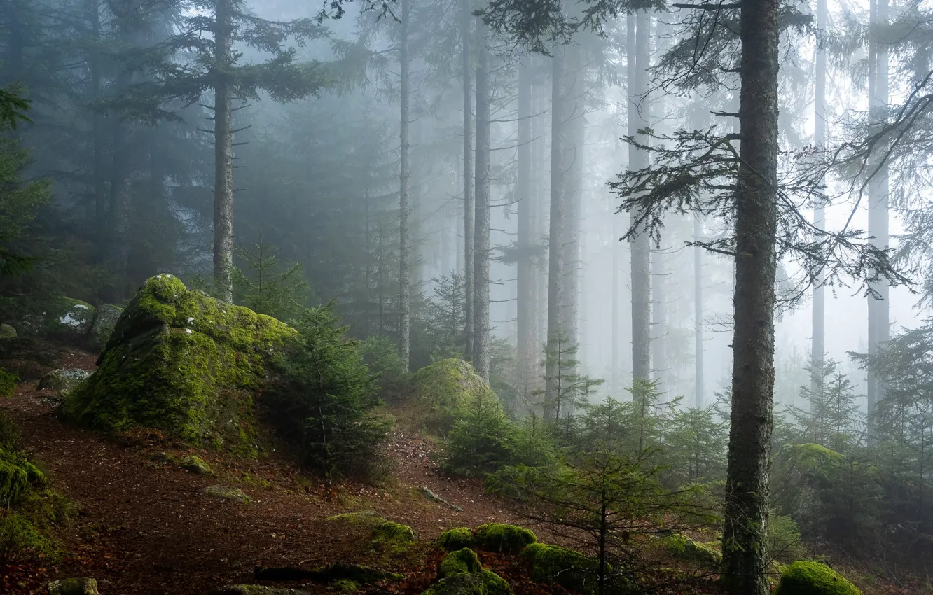 Photo wallpaper forest, trees, nature, fog, stones, moss