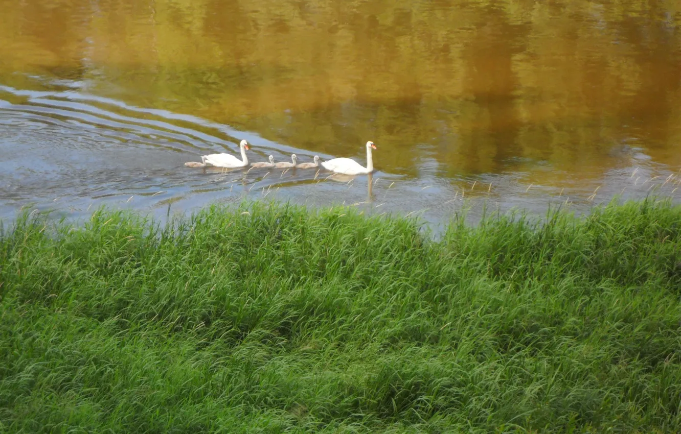 Photo wallpaper nature, swans, Belarus, the river Vilia