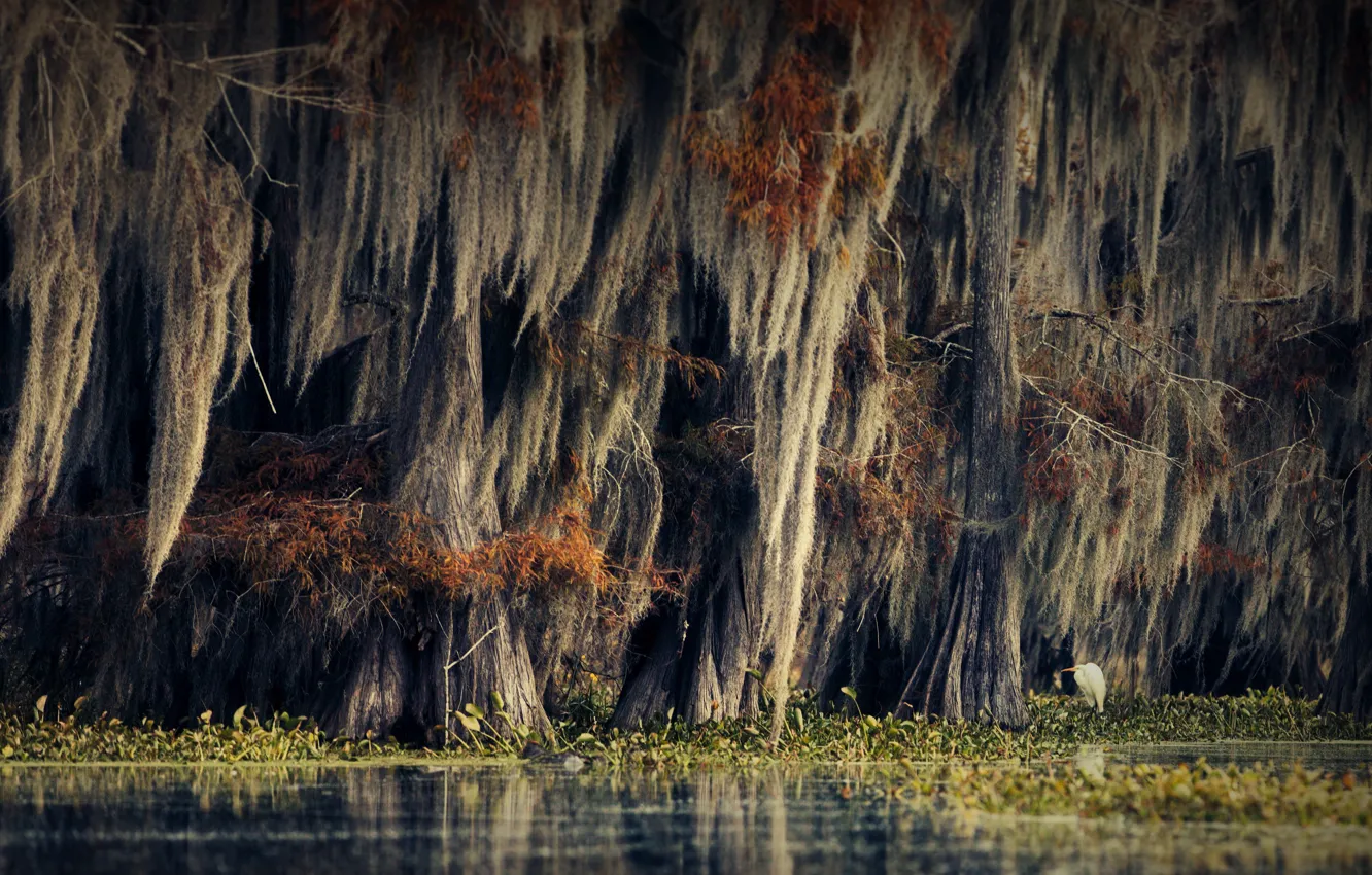 Photo wallpaper autumn, trees, nature, bird, vegetation, swamp, USA, cypress