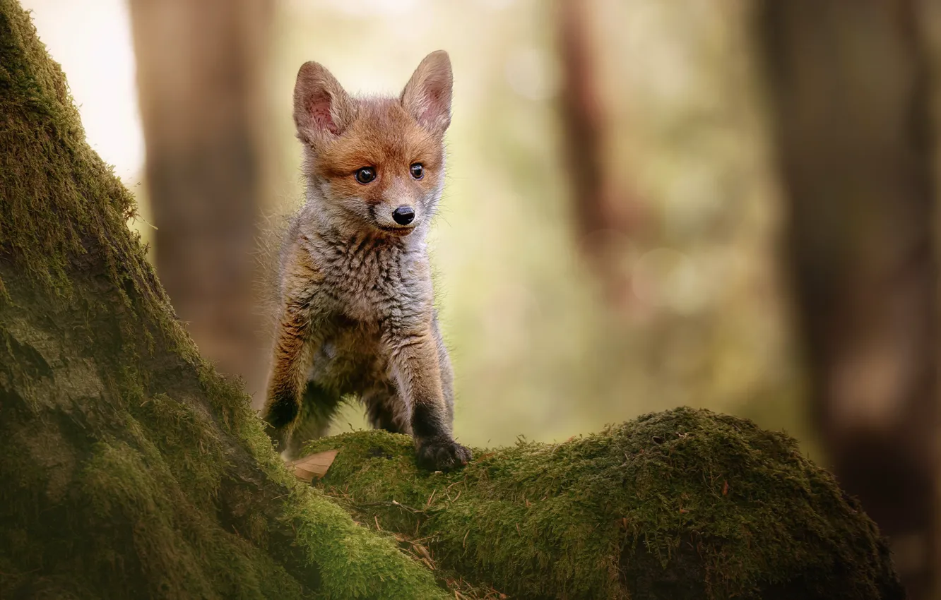 Photo wallpaper nature, animal, moss, trunk, cub, Fox
