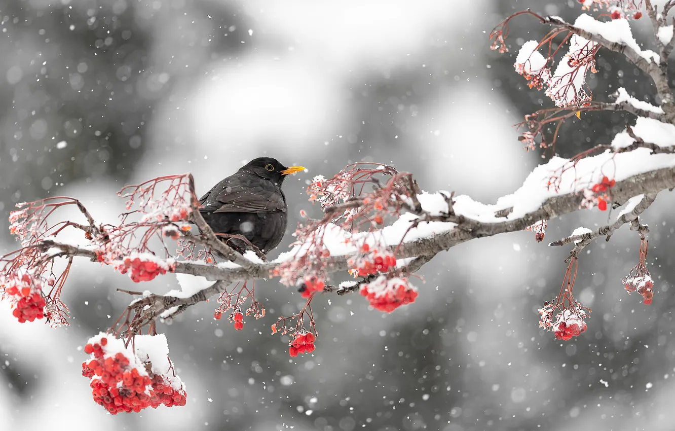 Photo wallpaper ЗИМА, ВЕТКА, ПТИЦА, ЯГОДЫ, СНЕГ