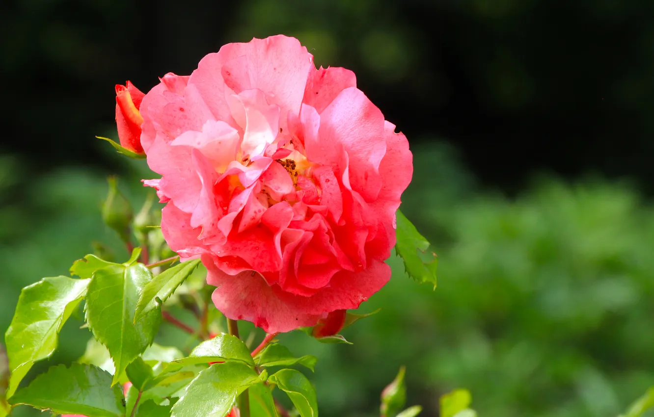 Photo wallpaper red, rose, flower
