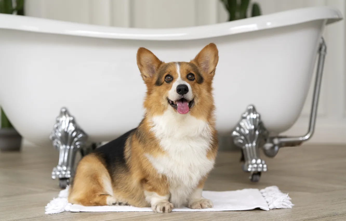 Photo wallpaper language, dog, towel, bath, sitting, bathroom, Corgi, Welsh Corgi