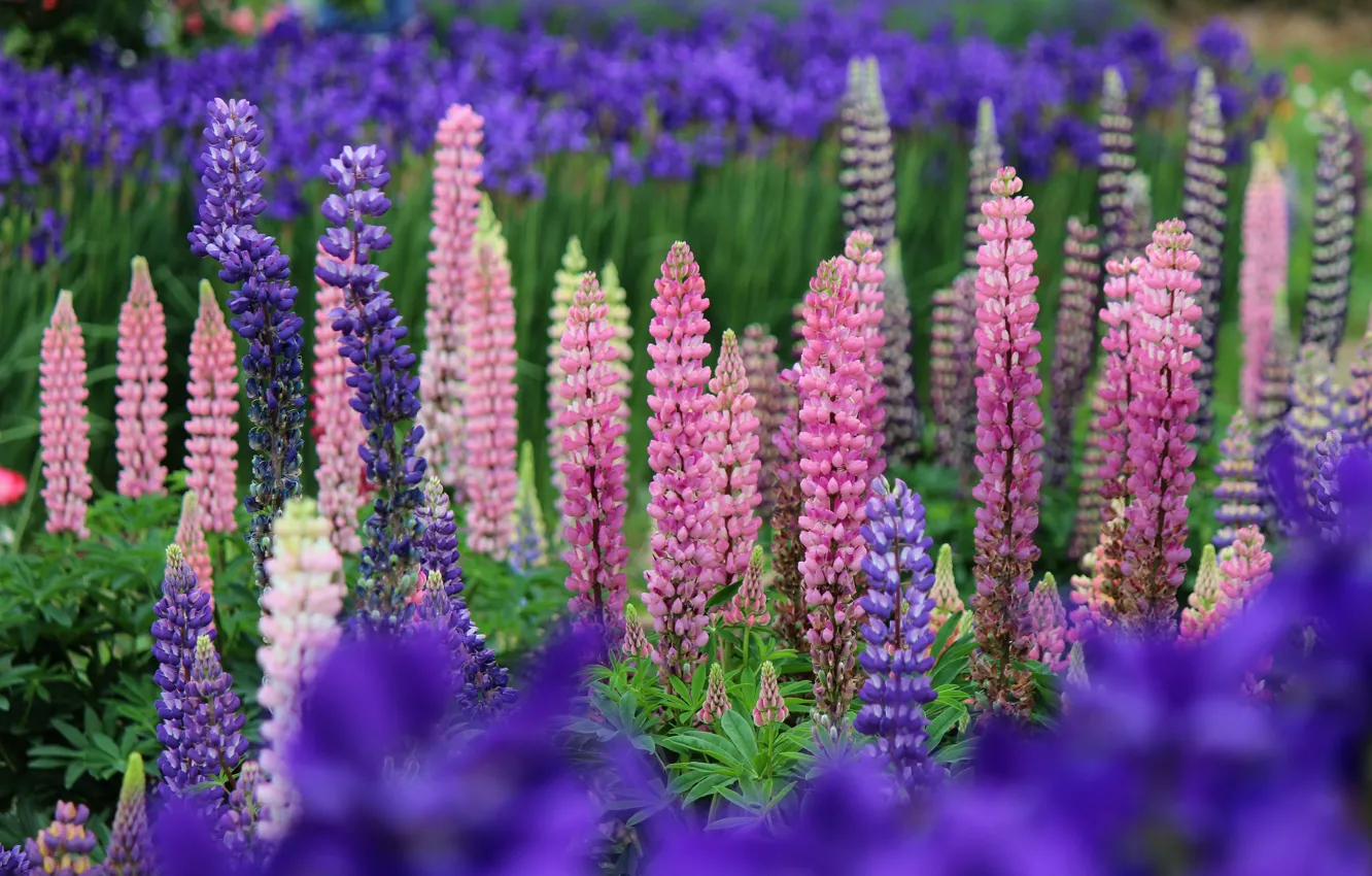 Photo wallpaper summer, flowers, bright, pink, a lot, lilac, bokeh, lupins