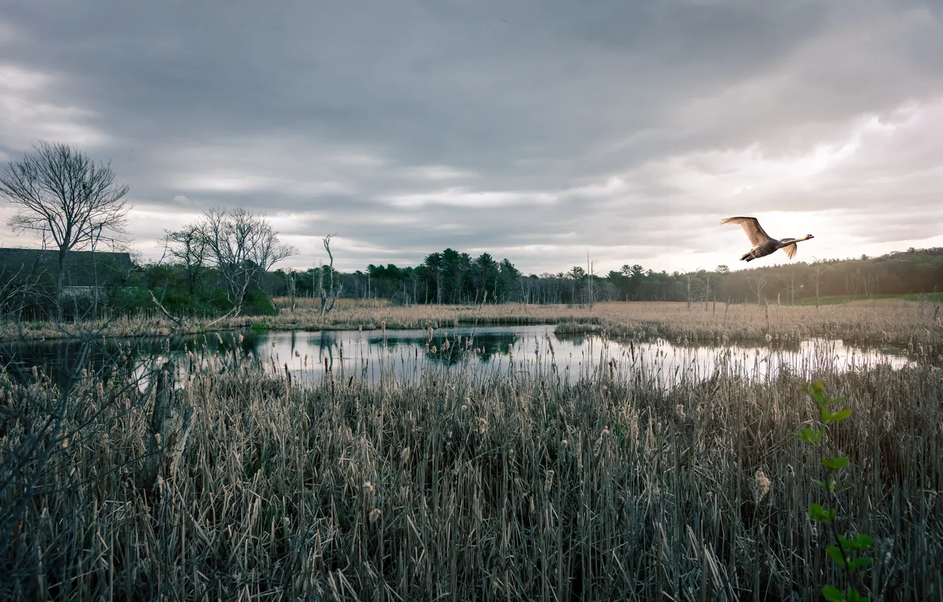 Photo wallpaper forest, white, the sky, grass, clouds, light, trees, flight