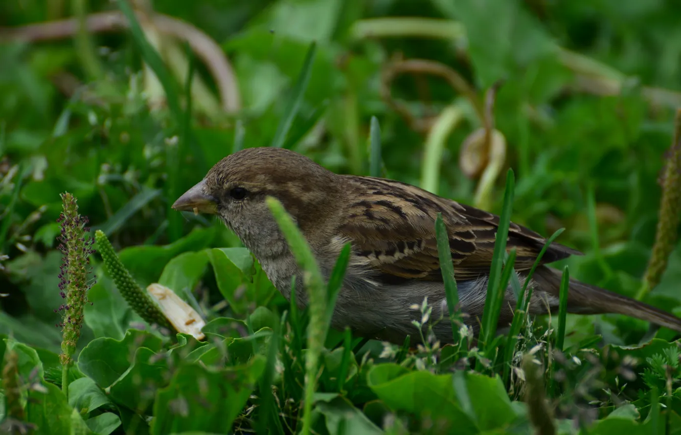 Photo wallpaper greens, summer, grass, Sparrow, good weather