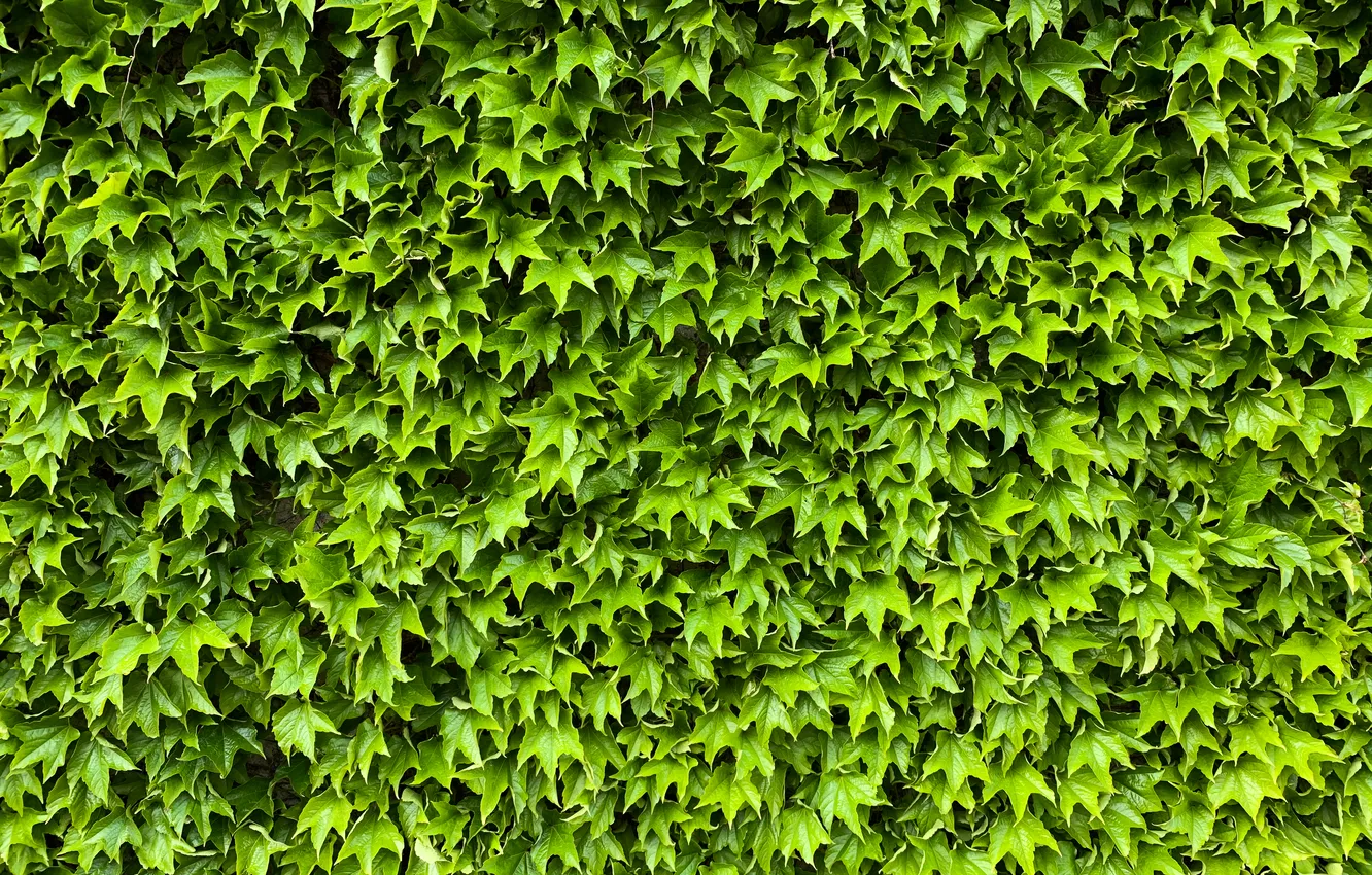 Photo wallpaper wall, pattern, creeper, plant