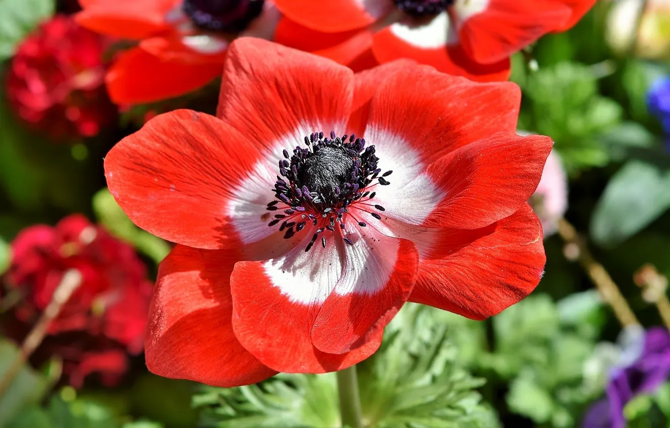 Photo wallpaper flowers, anemones, sleep-grass, red anemone