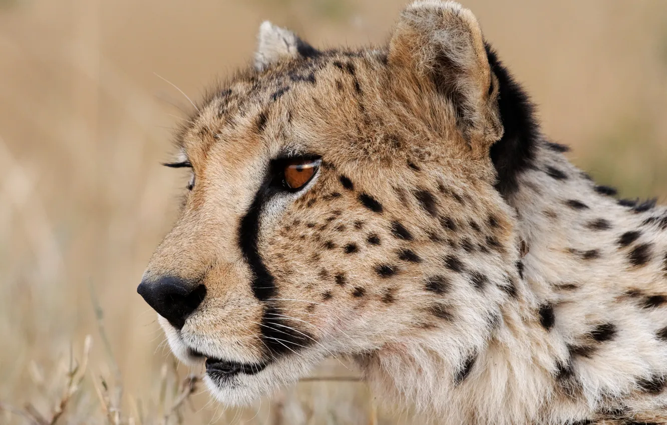 Photo wallpaper cat, look, face, Cheetah, profile