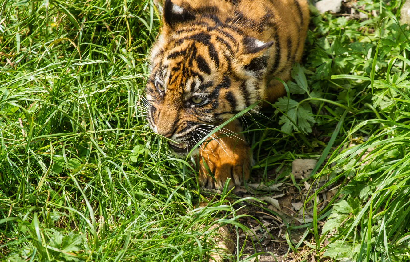 Photo wallpaper cat, grass, cub, kitty, tiger