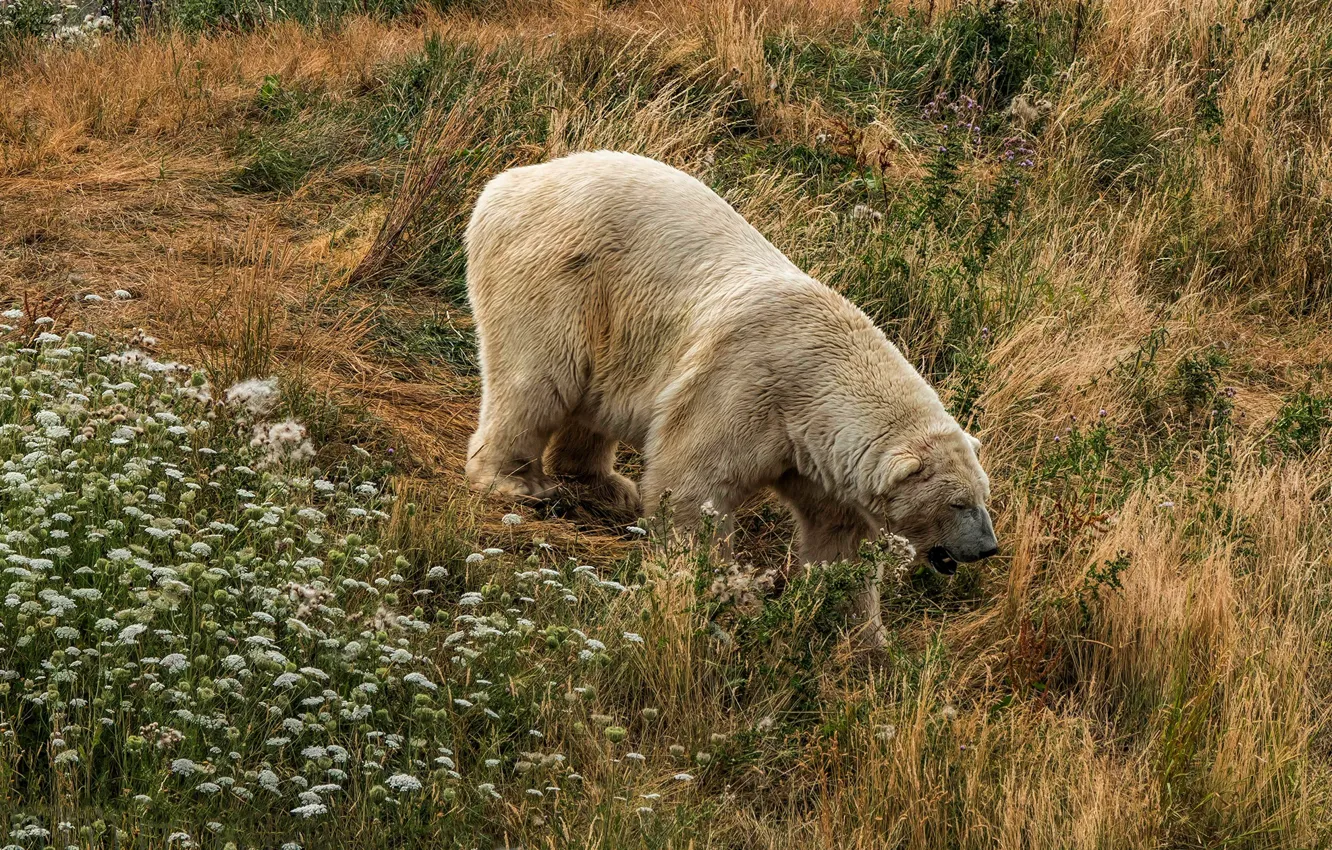 Photo wallpaper white, grass, flowers, nature, hills, bear, bear, walk
