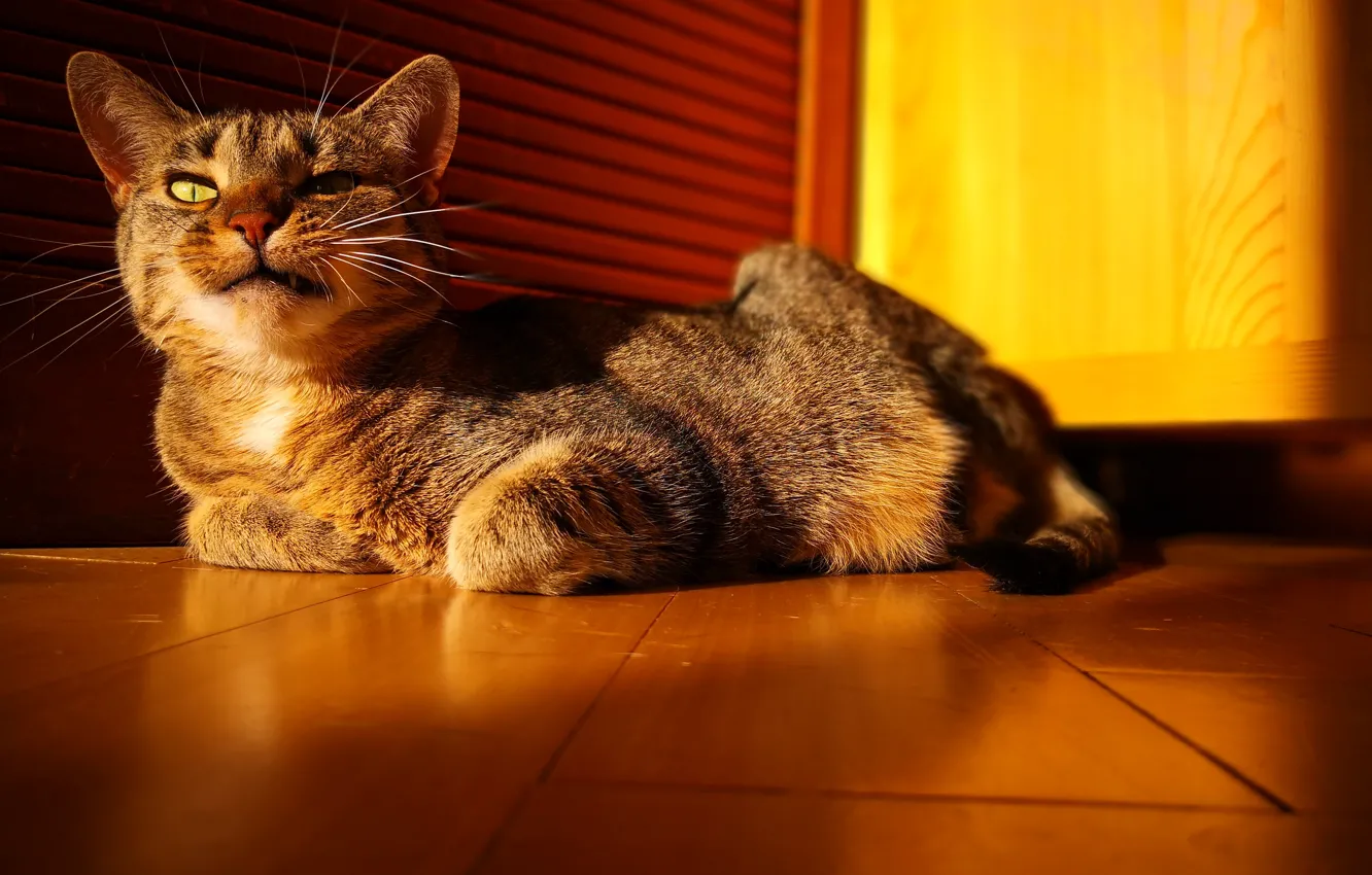 Photo wallpaper cat, cats, cat ears, cat face, cat eye