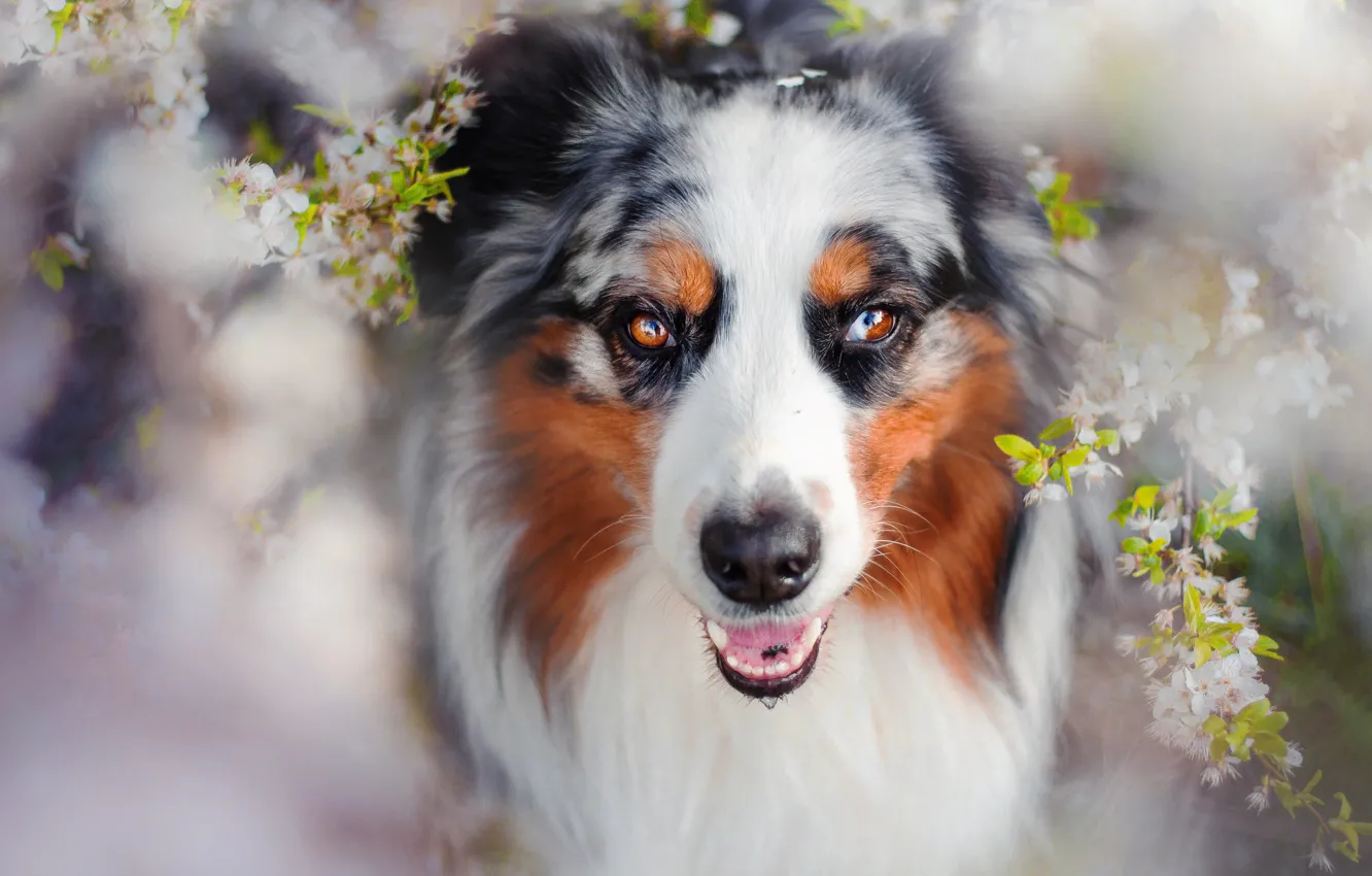 Photo wallpaper dog, spring, flowering, Charlie