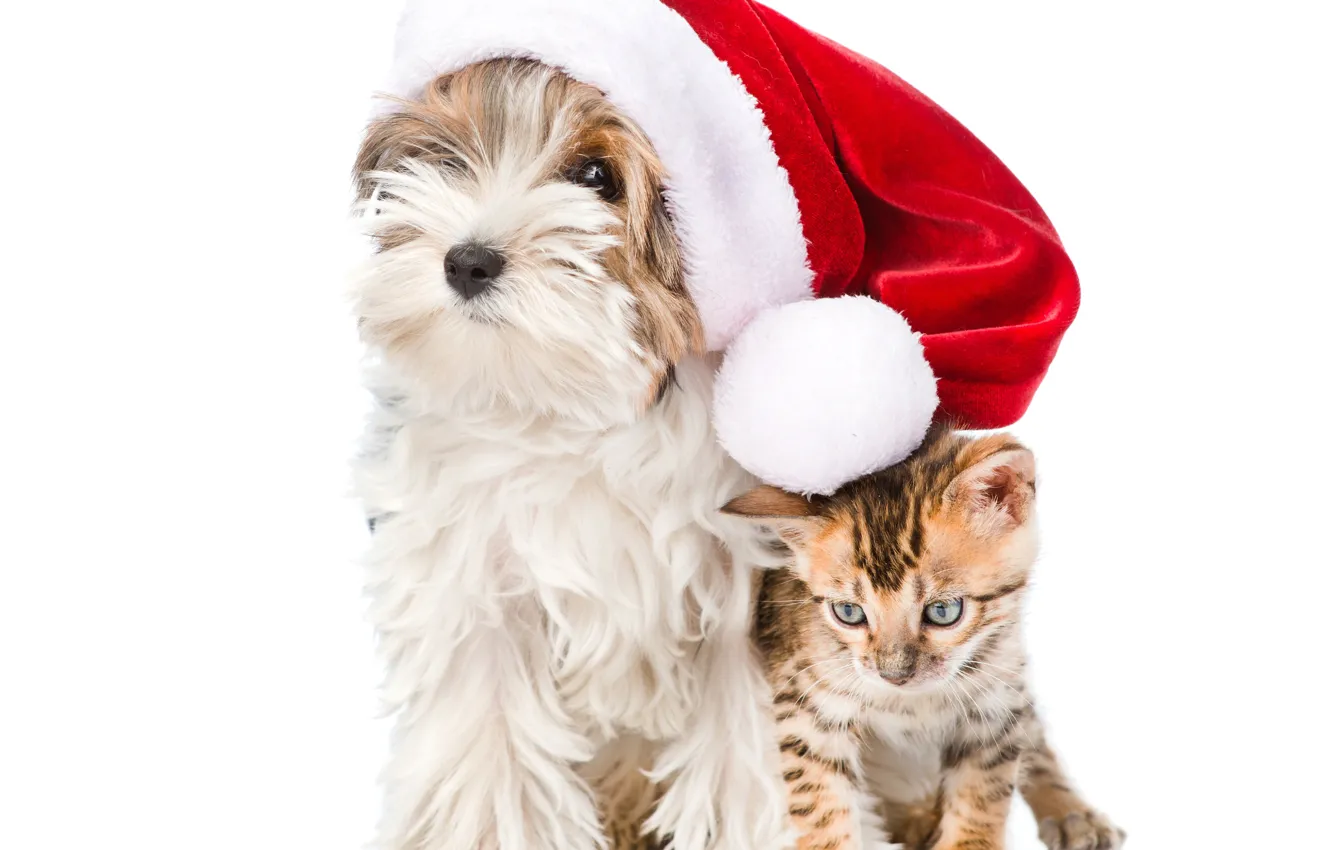 Photo wallpaper hat, Christmas, puppy, kitty, Christmas, New Year, dogs, cats