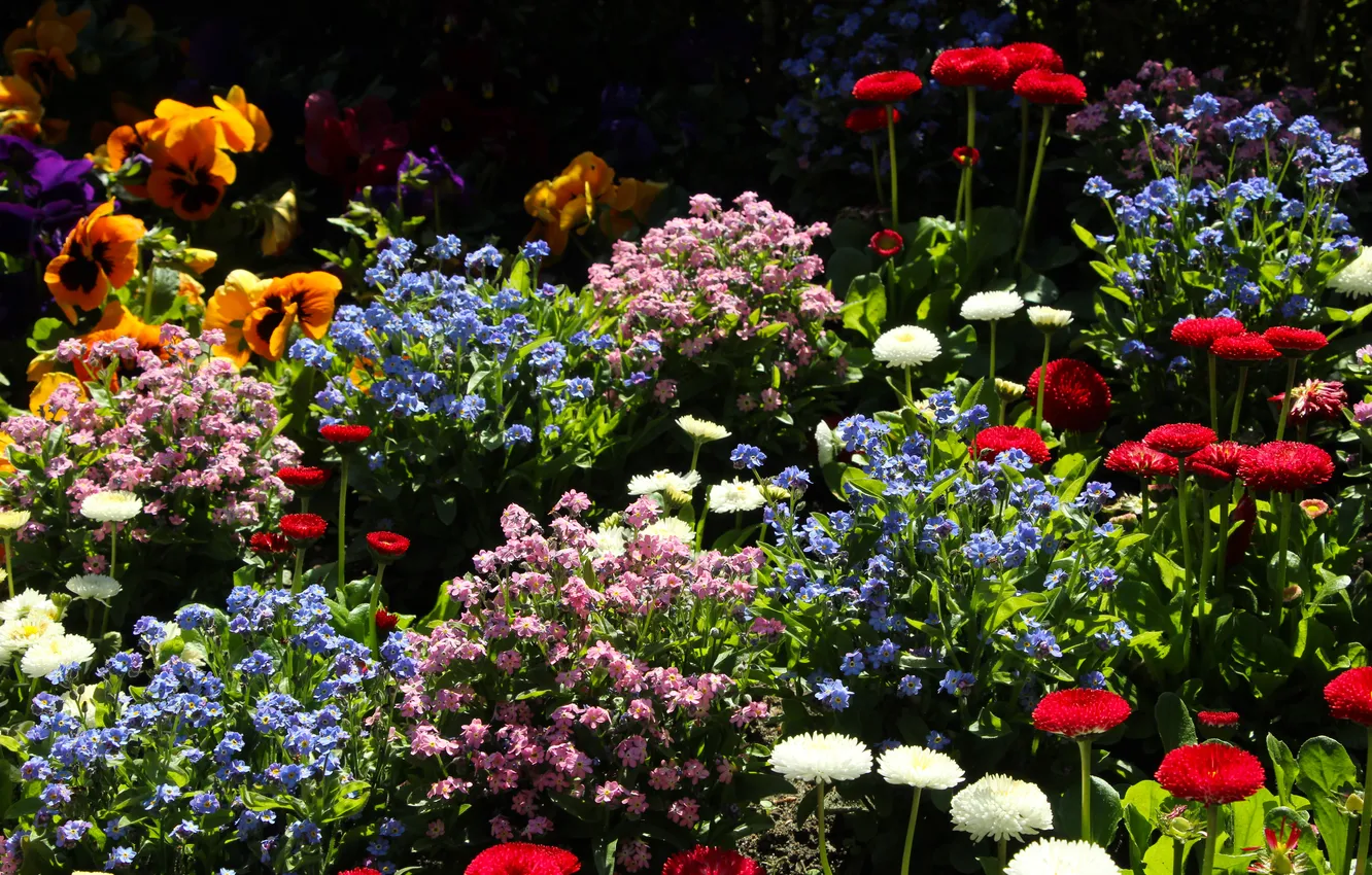 Photo wallpaper garden, color, spring, blooming