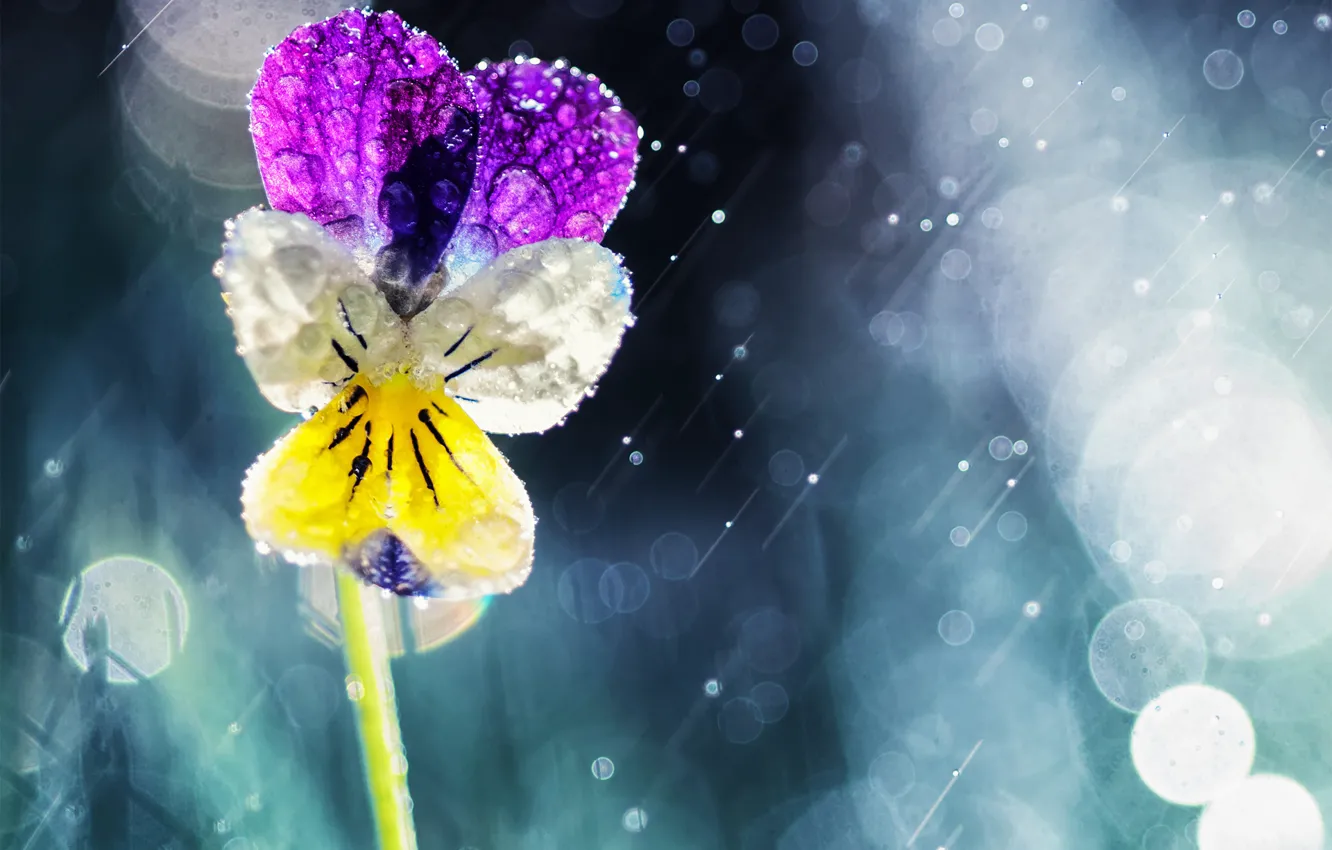 Photo wallpaper the sun, drops, flowers, rain, Pansy, bokeh, viola