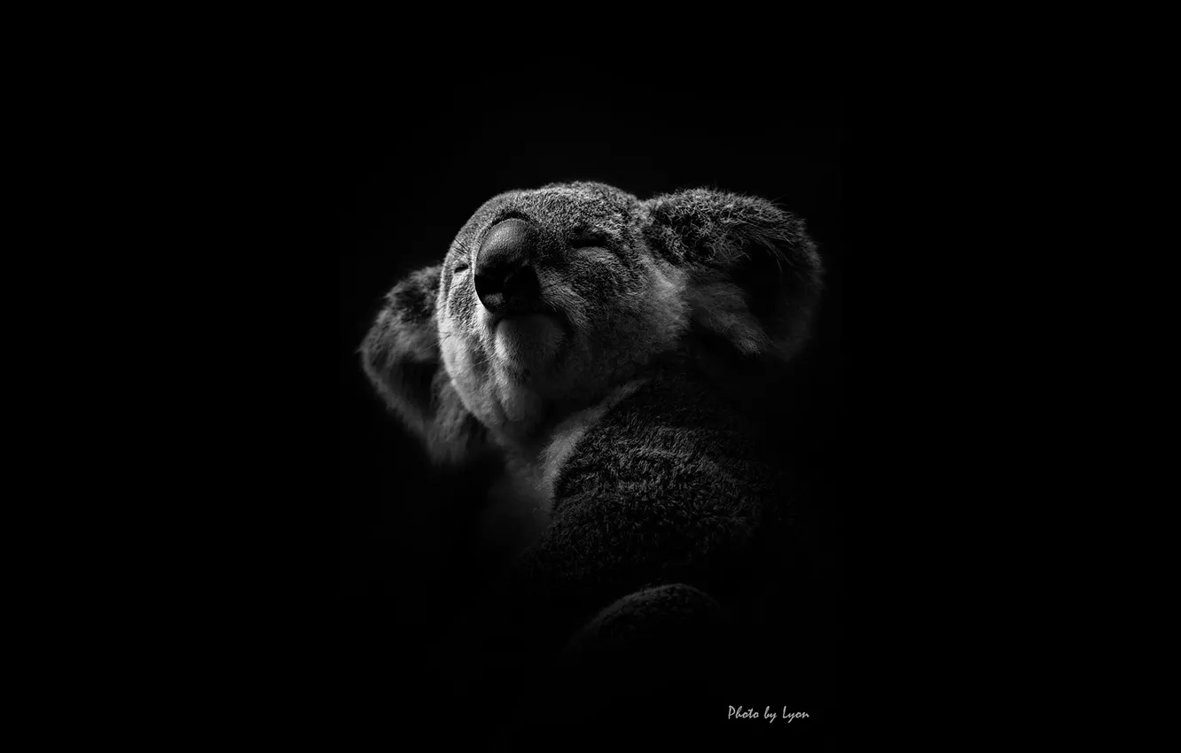 Photo wallpaper white, black, koala, lyon