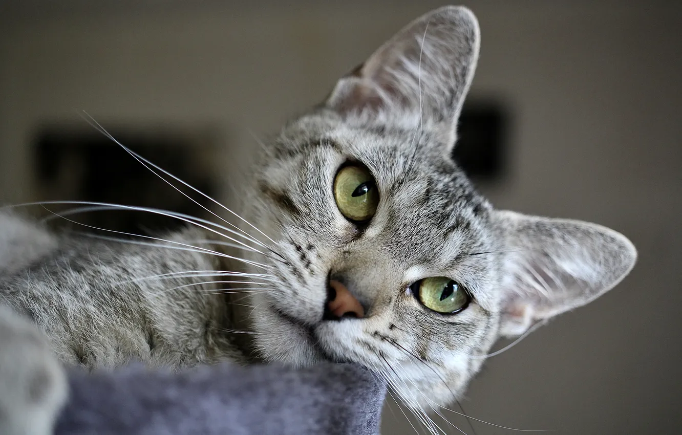 Photo wallpaper pose, look, cat, portrait, lies, tabby, grey, green eyes