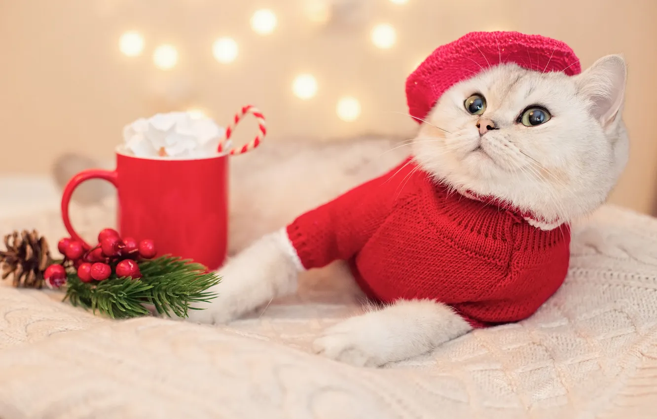 Photo wallpaper cat, white, cat, look, lights, pose, berries, legs