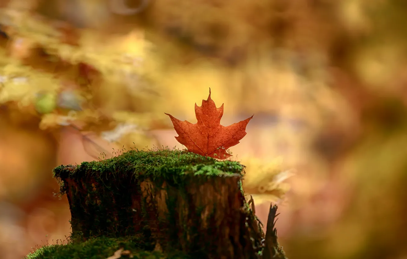 Photo wallpaper autumn, leaves, stump