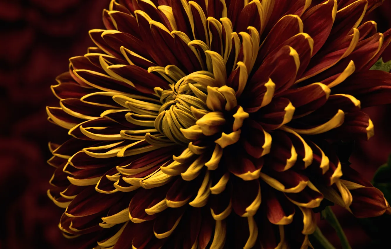 Photo wallpaper macro, petals, chrysanthemum