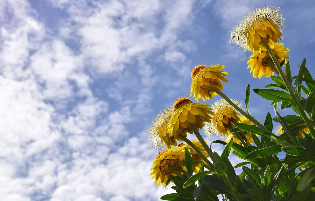 Photo wallpaper the sky, clouds, yellow, Helichrysum