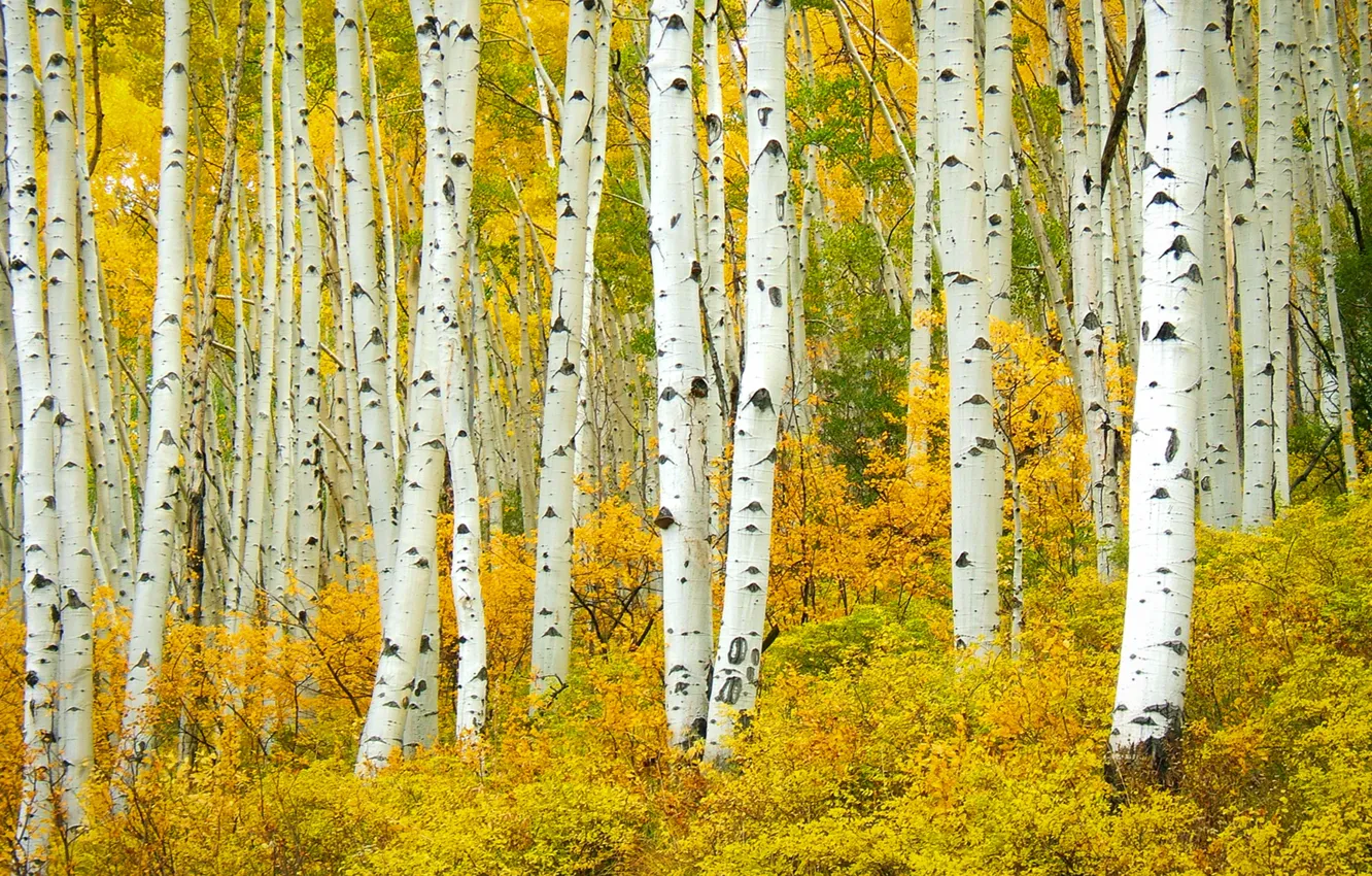 Photo wallpaper autumn, trees, nature, birch
