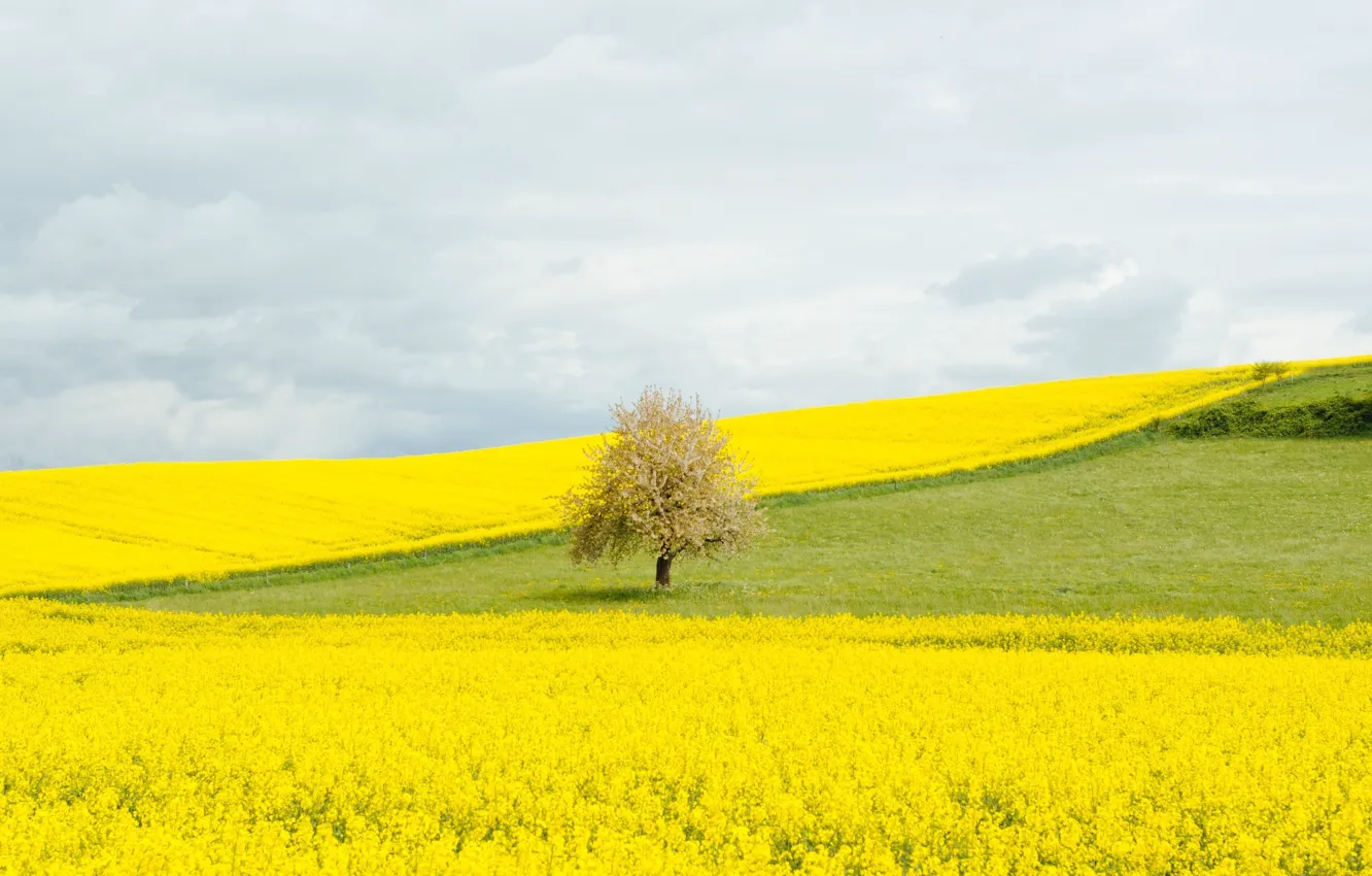 Photo wallpaper field, flowers, tree