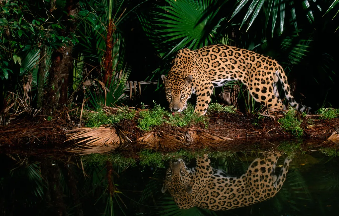 Photo wallpaper trees, nature, animal, danger, plant, Jaguar, predator, jungle