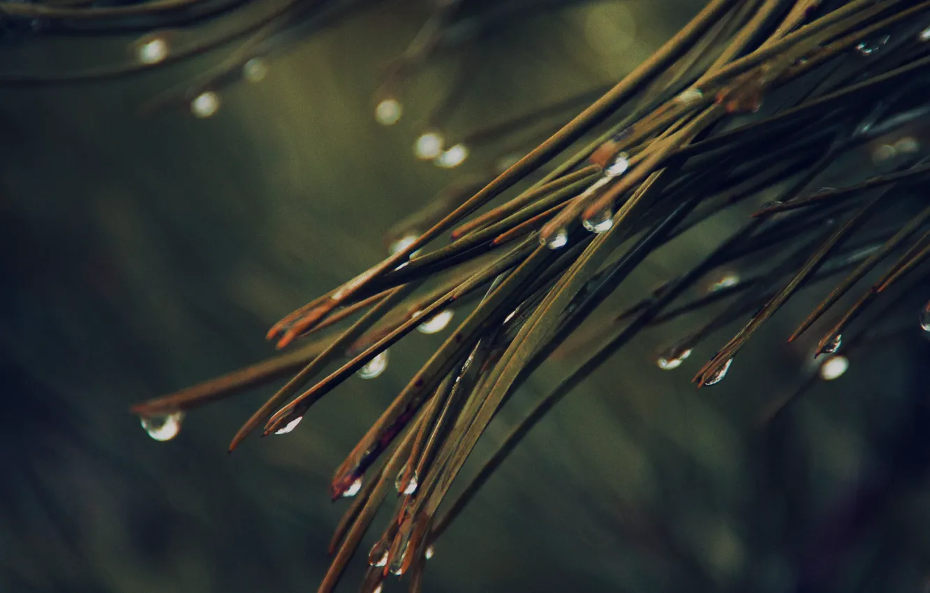 Photo wallpaper rain, nature, tree, drops, dark green, pine, needles