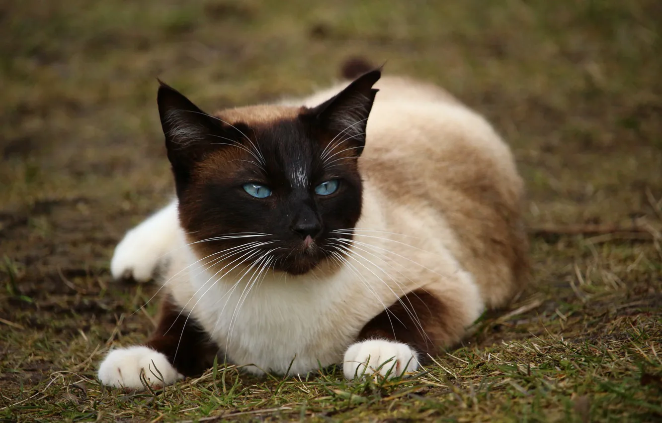 Photo wallpaper earth, lies, Siamese cat