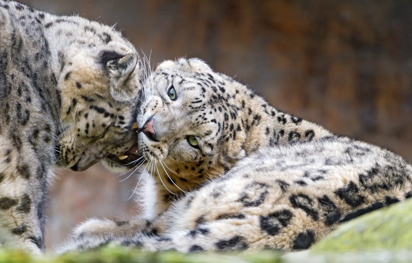 Photo wallpaper cats, pair, IRBIS, snow leopard, ©Tambako The Jaguar