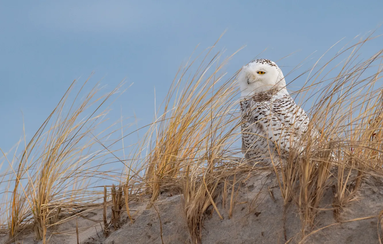 Photo wallpaper sand, grass, owl, bird, slide, polar, snowy owl, Arctic