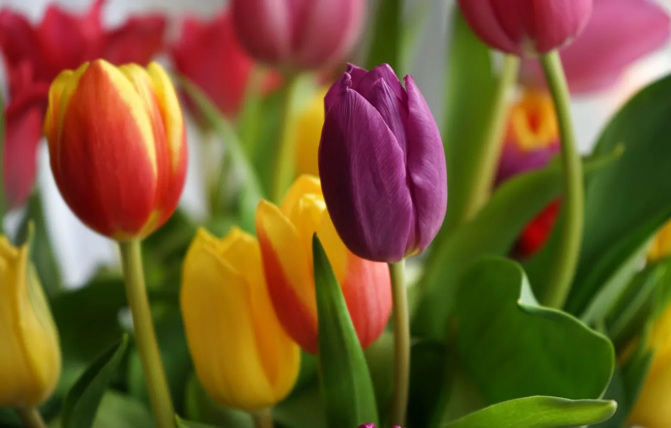 Photo wallpaper flowers, bouquet, spring, yellow, tulips, red, pink, buds