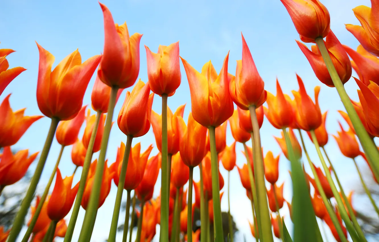 Photo wallpaper the sky, petals, stem, tulips