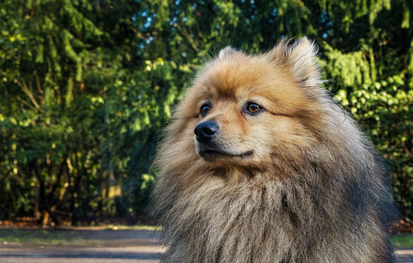 Photo wallpaper look, each, loyalty, dog