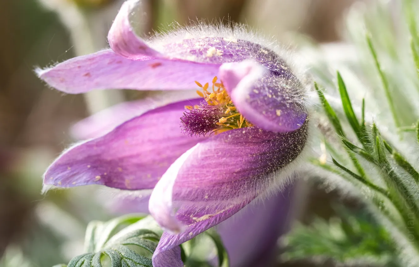 Photo wallpaper macro, flowers, pollen, spring, pink, buds, anemones, anemone