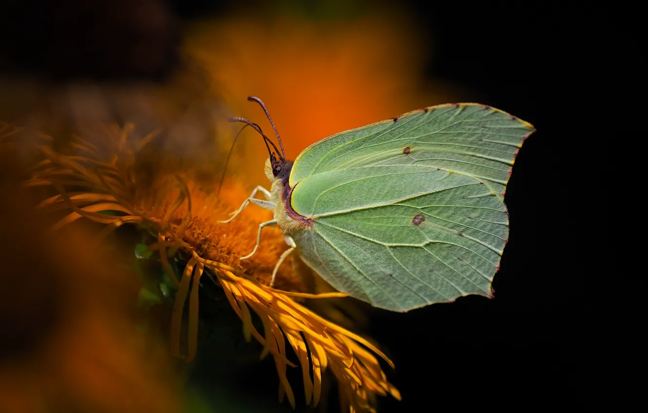 Photo wallpaper butterfly, Brimstones, the limonite