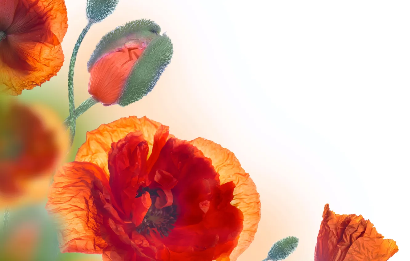 Photo wallpaper flowers, Maki, buds, flowering, wildflowers