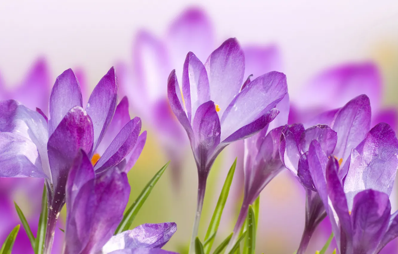 Photo wallpaper flowers, petals, crocuses